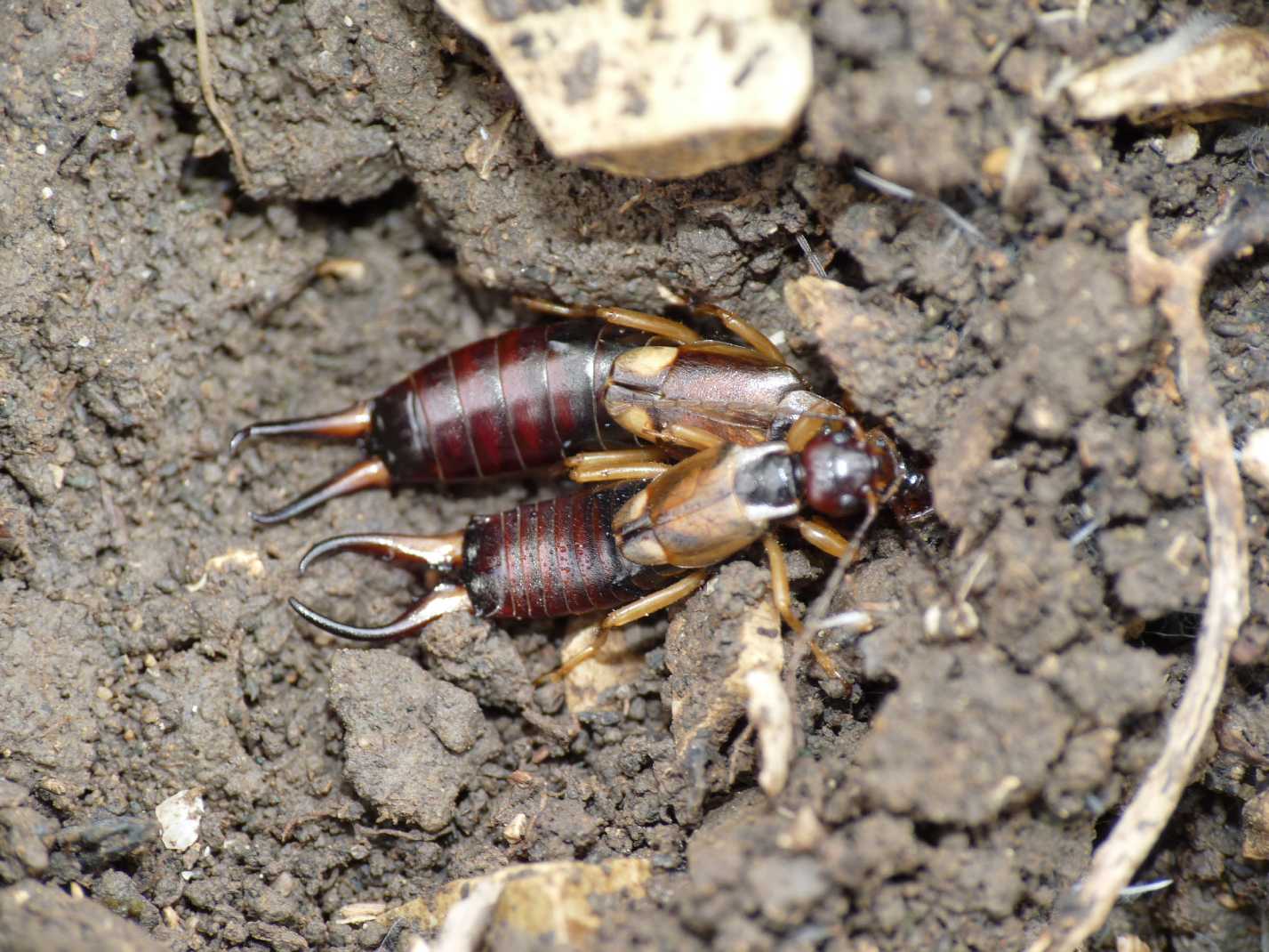 Cuore di mamma: Forficula auricularia